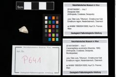 Foto (Objekt + Etikett) von Cracensigillatus acutirostris (Moericke, 1889)  (NHMW-GEO-2014-0194-0641)